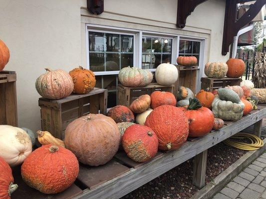 Pumpkins for sale!