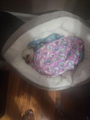 Westchester Animal Hospital