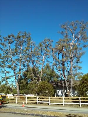 Diaz Tree & Landscape