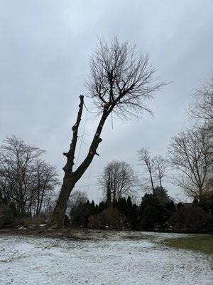 Old Village Tree Service