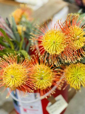 Beautiful pin cushion protea