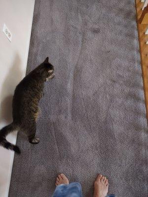 Gillees Carpet, Upholstery & Janitorial Care