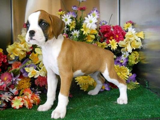 Quality Boxers. Need We say More