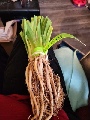 Indian Camp Daylilies