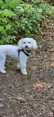 Vanity Furr Grooming Studio