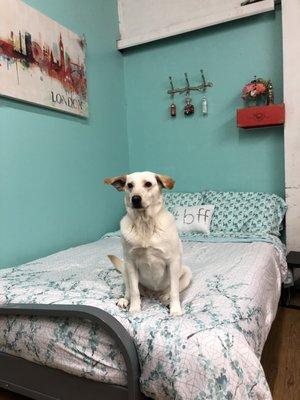 We love providing 24 hour care with our employees sleeping over with the fur babies so we never have to use kennels!