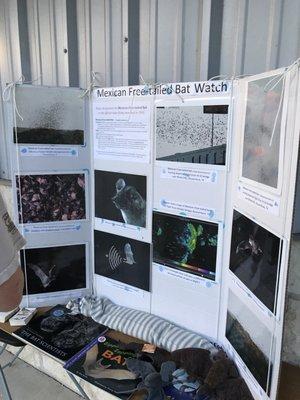 On Friday nights they have friendly volunteers who share interesting facts about bats!