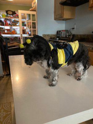 All Breed Grooming BY Wally