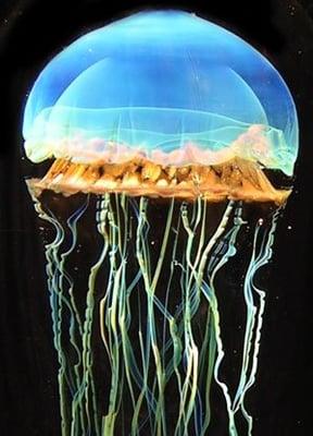 One of fine glass pieces by world-renowned glass blower, Richard Satava.