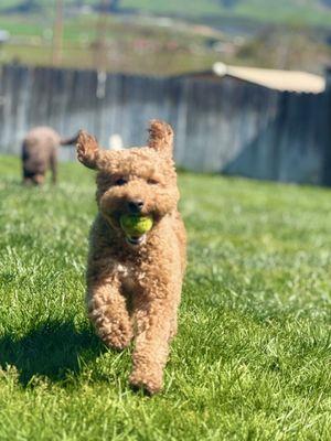 Lucky Dog Pet Resort