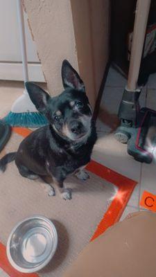 Wizard of Paws Pet Salon