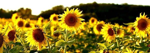 Nooshin Kiankhooy, LCPC