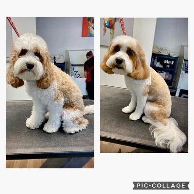 Shear Luxury Pet Styling