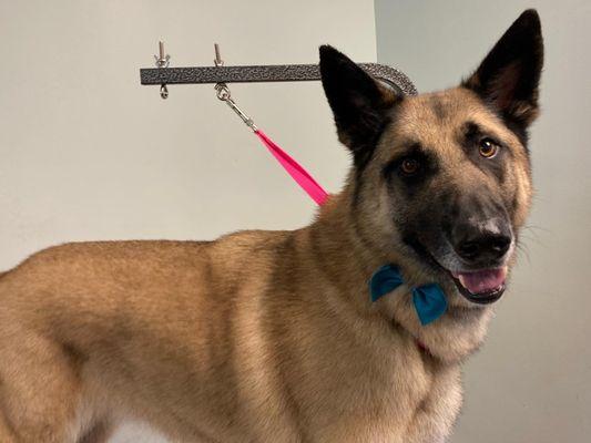 Pups & Suds Dog Grooming