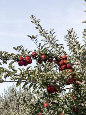 Masker Orchards