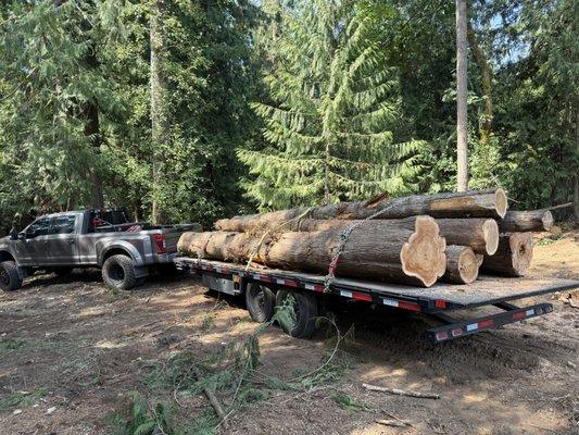 North End Forestry Services