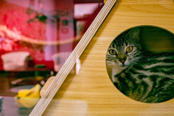 Tally Cat Cafe