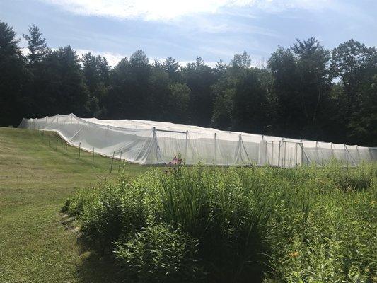 Stark Farm Organic Blueberries