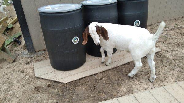Goats love Scoop le Poop services too!