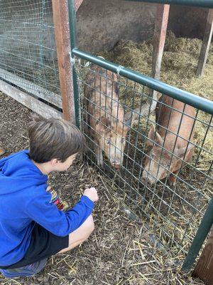 Little Hills Christmas Tree Farm