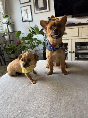 It's A Doodle Pet Grooming