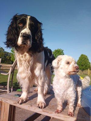 A1 Positive Dog Training