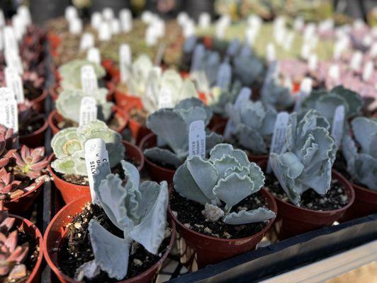 Poot's Cactus Nursery