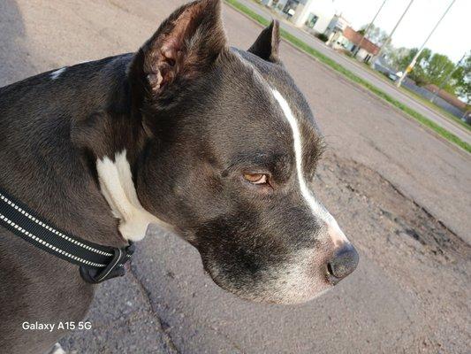 Bring treats and a good scratch...