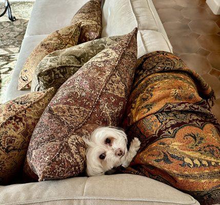 David Lepe Upholstery