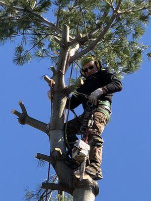 Al Kassar Tree Service
