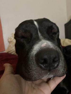 The allergic reaction that brought us to our friends at Vista