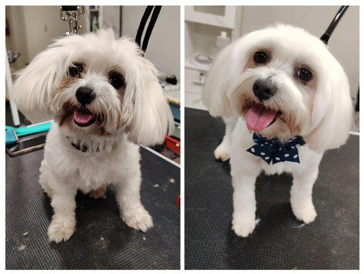 4 Paws Resort & Spa Orlando