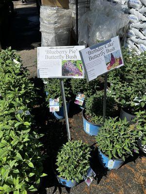 Outdoor plants