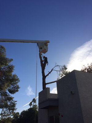 Next Generation Tree Care