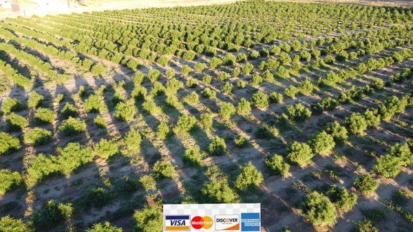 CBG Thunderbolt Farms