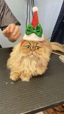 The Barking Lot & Cat's Meow