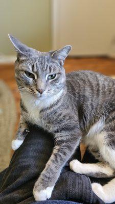 Roots Veterinary Hospital