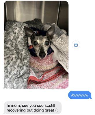 Primary Care Animal Hospital