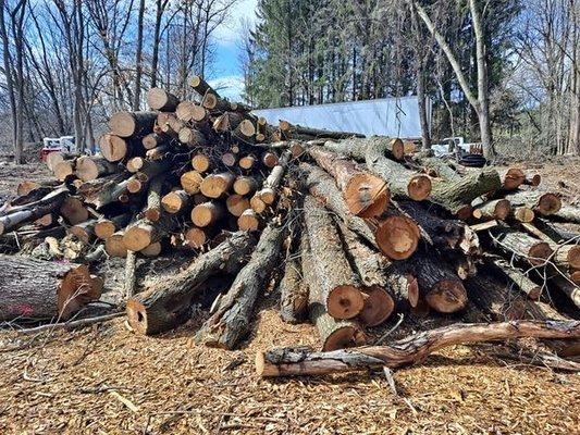 Site clearing. Making room for a new house