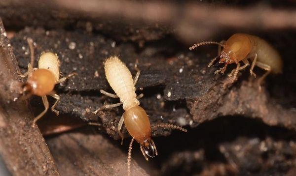 Termites