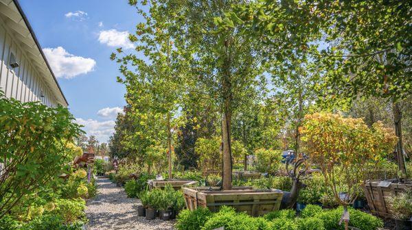 Moon Valley Nurseries