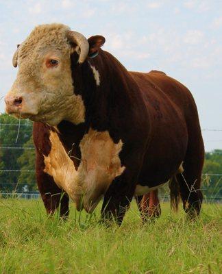 The Market at 216 Ranch