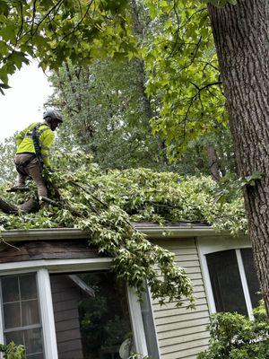 Captains Tree Service