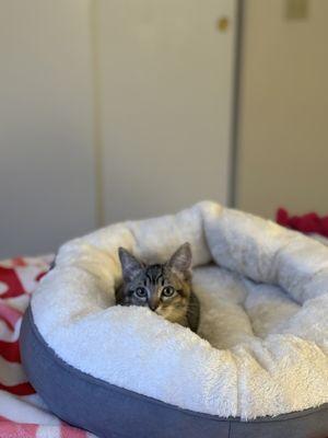 The Cat Lounge Rescue and Adoption Center
