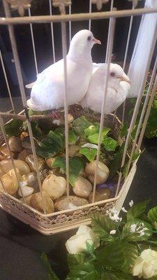 Angelic Doves-The Dove Release Company