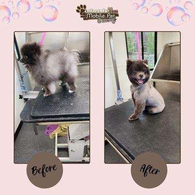 Collar Cuts Mobile Grooming