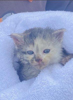 Clinton Animal Hospital