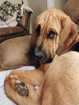 South Water Animal Hospital