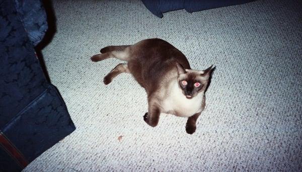 Professional Carpet Clean