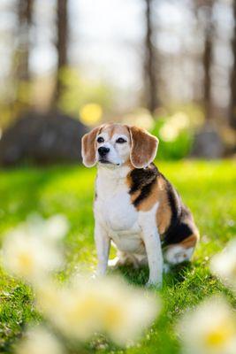 office mascot? 
We have Pet Insurance too :)